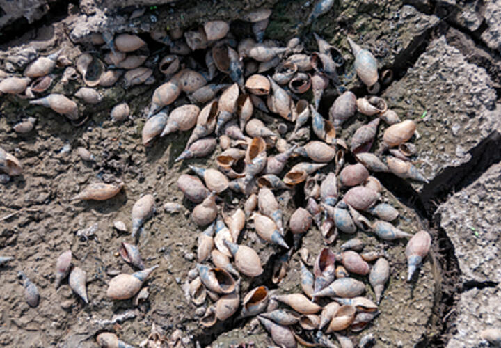 Засуха нещадно уничтожает озимые посевы в Краснодарском крае