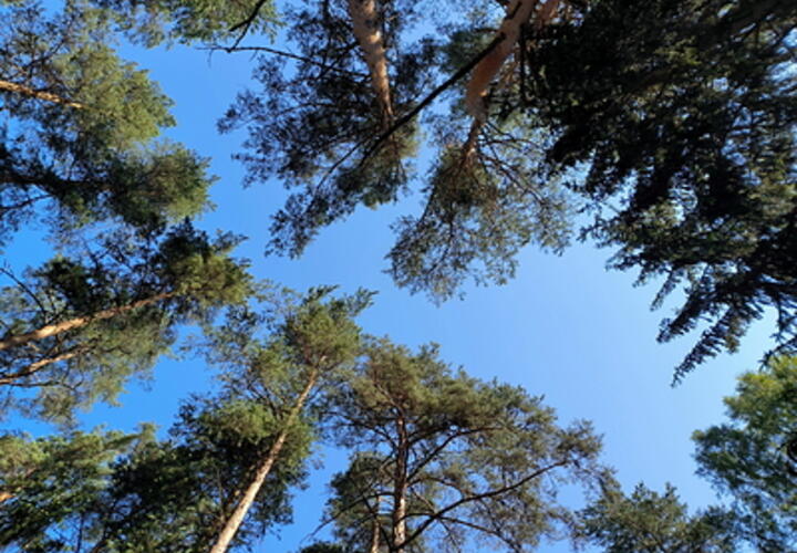 Жителям Краснодарского края запретили ходить в лес до конца августа