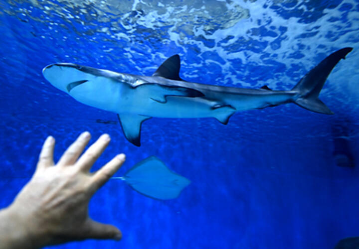 Акулы массово атакуют туристов в Египте