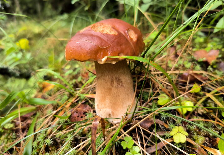 Азарт: россияне рассказали, для чего на самом деле собирают грибы 