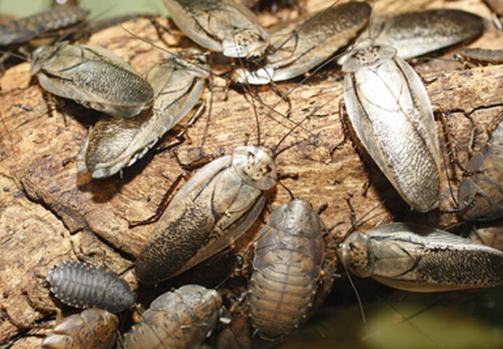 Четверо детей от 6 до 13 лет насмерть отравились парами дихлофоса под Красноярском