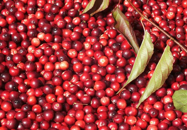 Сезонные овощи и фрукты помогут сохранить вкус и витамины до весны