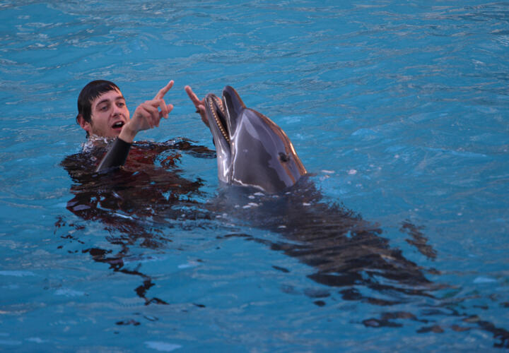 Дельфина, застрявшего в реке Бейсуг на Кубани, будут спасать