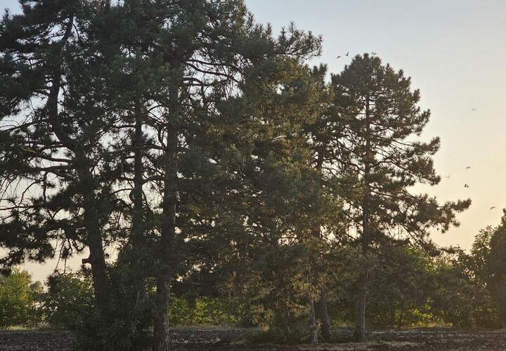 Дожди и грозы: синоптики рассказали, какой будет погода на Кубани 8 сентября