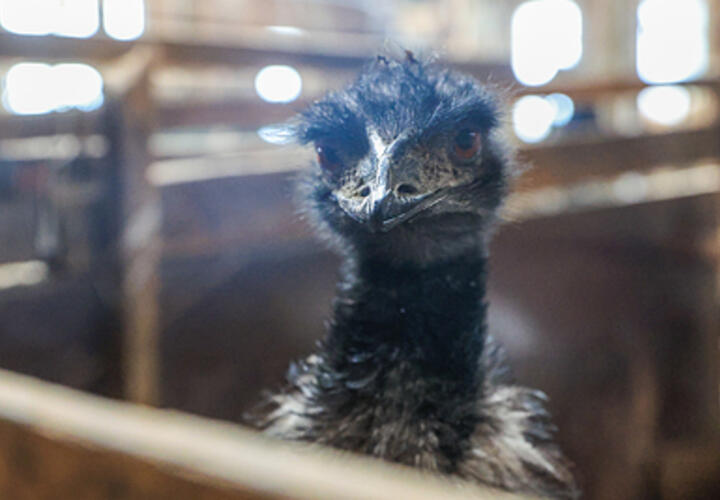 Ее зовут Женя: стали известны подробности о сбежавшем кубанском страусе 
