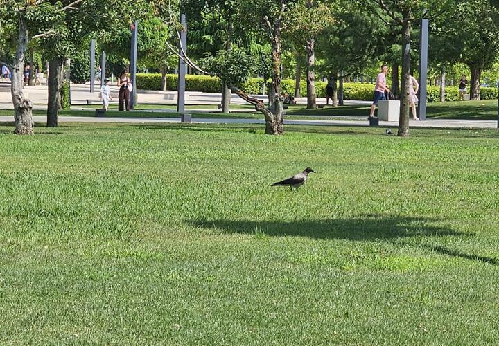 «Это не люди, а быдло»: ценители парка Галицкого в Краснодаре осудили посетителей, которые вытоптали газон