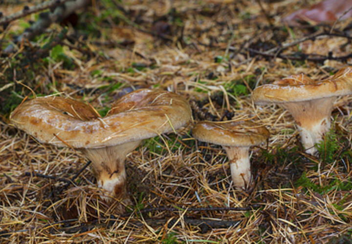 Грибы, которые считались съедобными, оказались смертельно опасными для человека