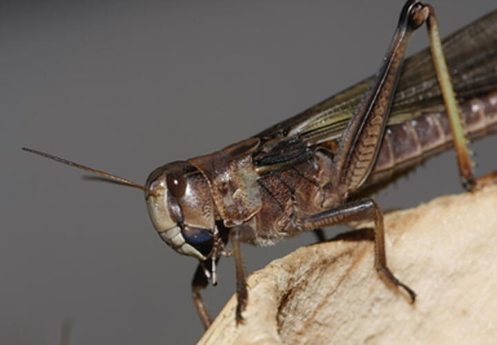 Идет период спаривания: под Анапой обнаружены полчища саранчи