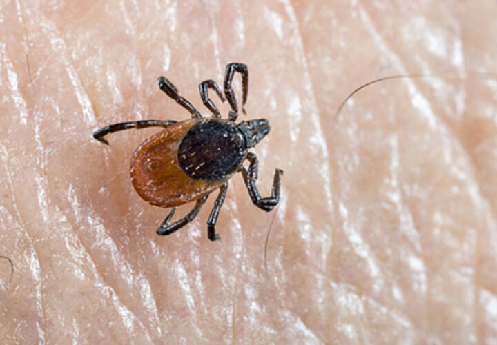 Инфицированные клещи покусали детей и взрослых на Кубани