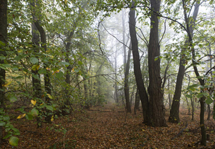 Какой будет погода на Кубани 15 сентября, рассказали синоптики
