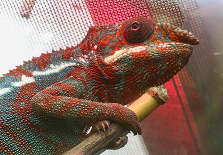 Хамелеон и 12 бутылок с ядом: в Замбии осудили двоих местных жителей за покушение на президента при помощи черной магии