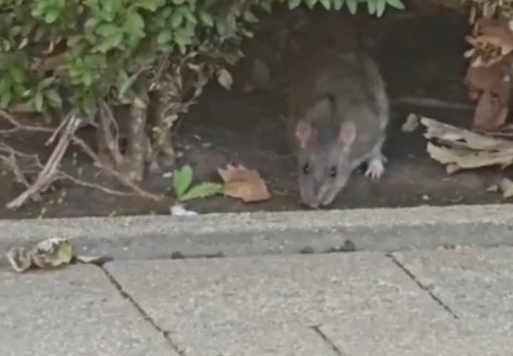 Крысы атакуют одну из самых популярных туристических улиц Краснодара