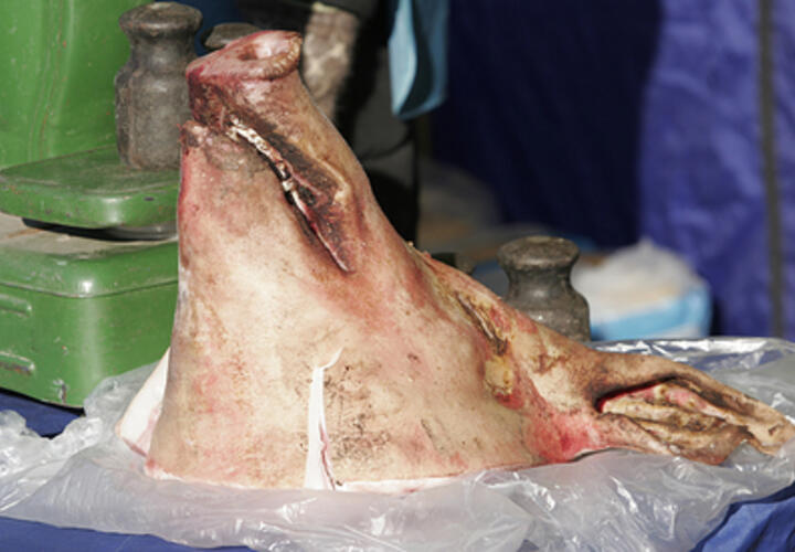 Неизвестный насадил свиную голову на забор мечети под Краснодаром 