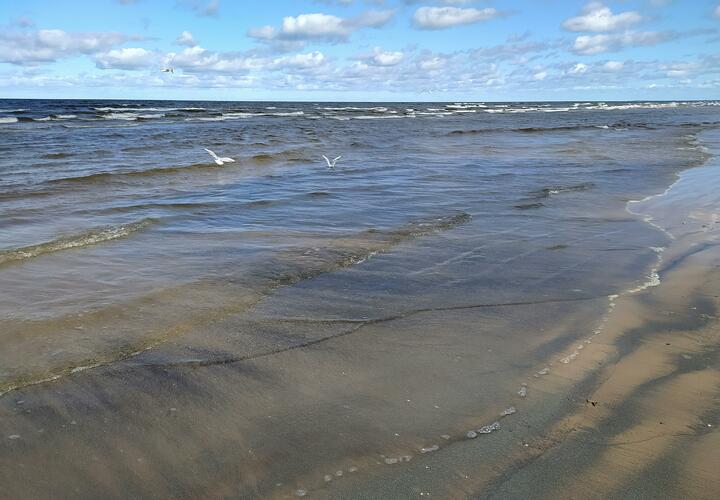 Непоправимое ждёт кубанский курорт: побережье Азовского моря заполонит неприятный морской организм 