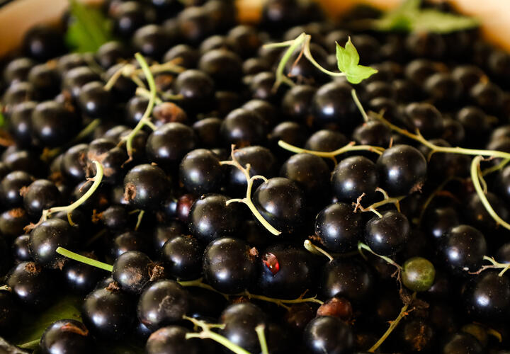 Черная смородина и имбирь в новом сочетании