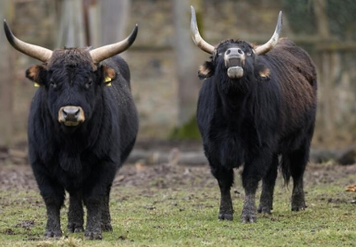 Сколько в Краснодарском крае серн и туров, животных пересчитали