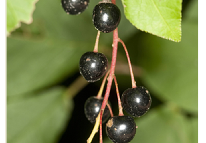 Снимает боль и борется с воспалениями: чем полезна черемуха – объясняют эксперты