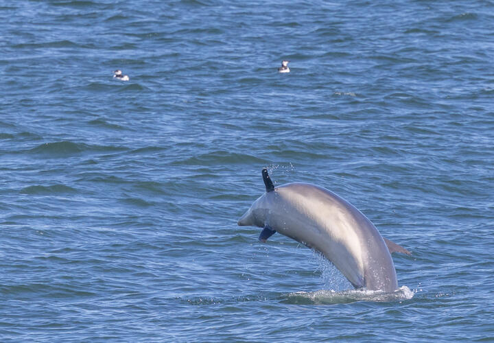 Спасение афалины на Кубани прошло успешно, но самку достали из реки с многочисленными ранами