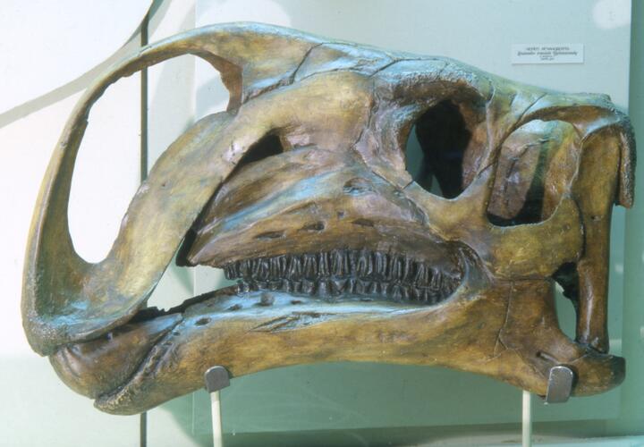 Учёные открыли новый вид динозавра, он умер с крокодилом во рту