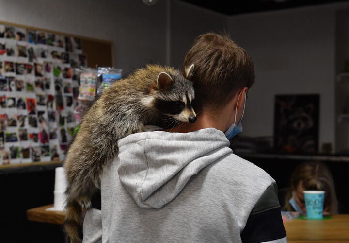 Люди нашли способ уберечь урожай, угощая зверьков кормом для кошек