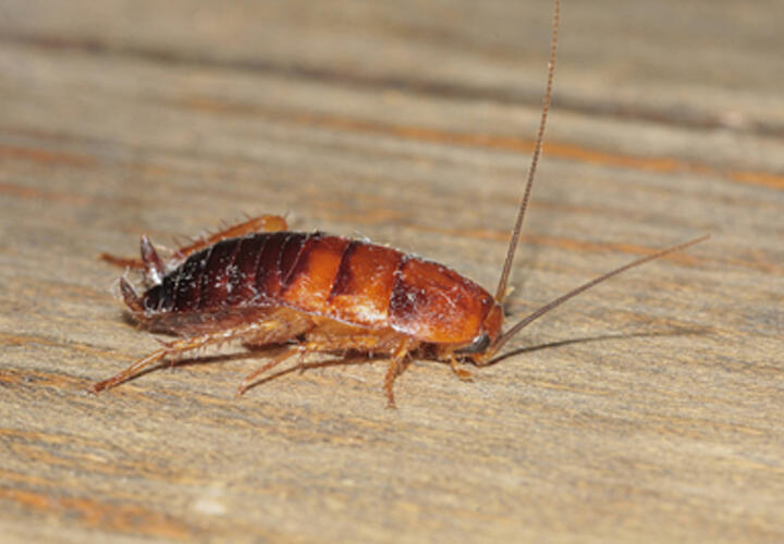 «В больнице лежим с тараканами»: пациенты медучреждения Сочи пожаловались на антисанитарию в палате