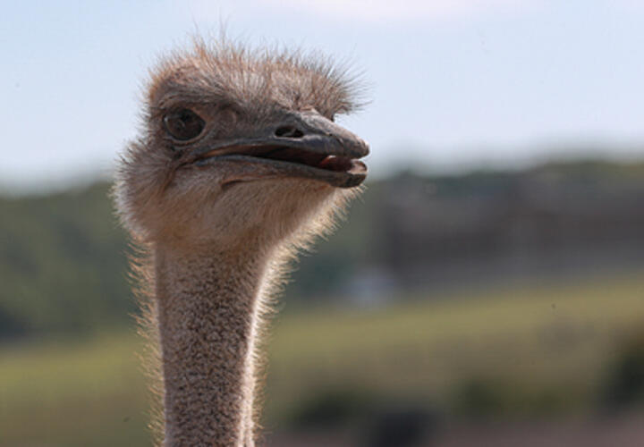В горах на Кубани обнаружен одинокий страус