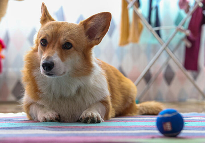 В Сочи два корги защитили маленьких детей от агрессивного алабая, свободно гуляющего около школы 