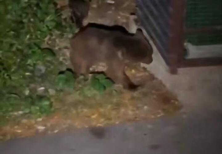 В Сочи медведи вышли к людям и гоняются за самокатчиками