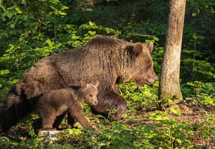 В Сочи на дороге насмерть сбили медвежонка
