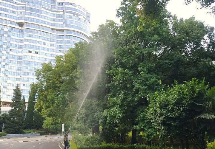 Специалисты завершают обработку зелёных зон, чтобы остановить распространение насекомого