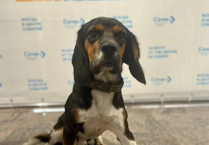 В стерильной зоне аэропорта Сочи одиноко бродил оставленный кем-то пёс