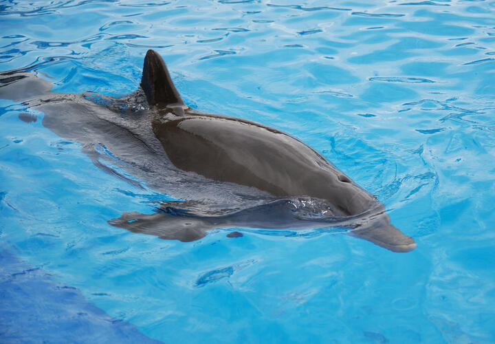 Станичники задаются вопросом, как он сюда попал