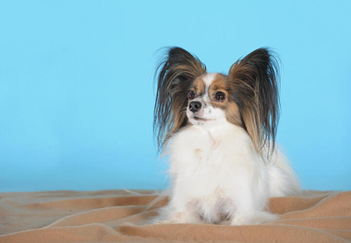 Жительница Кубани обвинила сотрудников РЖД в пропаже собаки из поезда Новороссийск – Екатеринбург