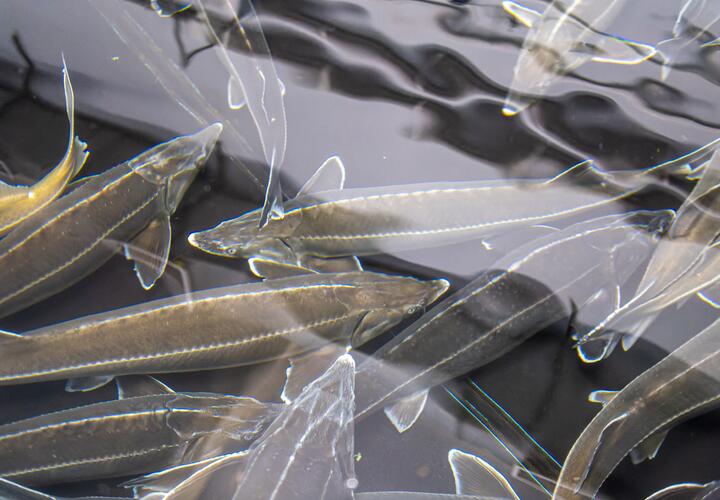 Ученые уверены, что поимка уникальной рыбы стала подтверждением того, что вид может вернуться