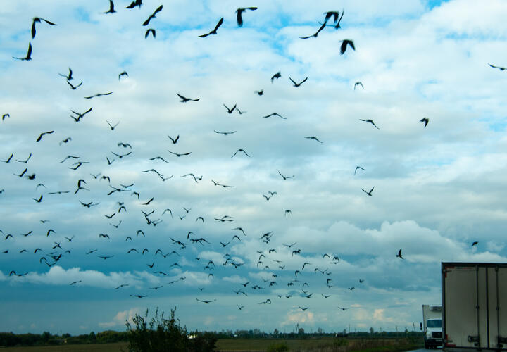 Ученые предлагают меры для сохранения пернатых