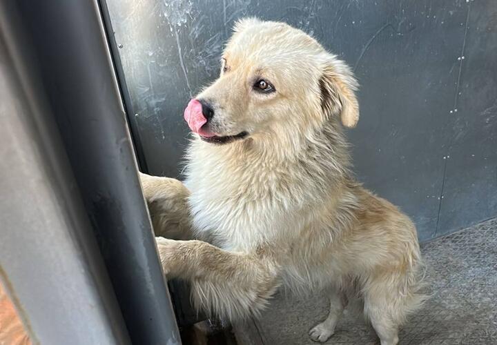 DOGMA запустила благотворительный проект помощи бездомным животным