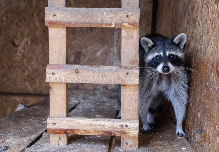 Откуда появились слухи?