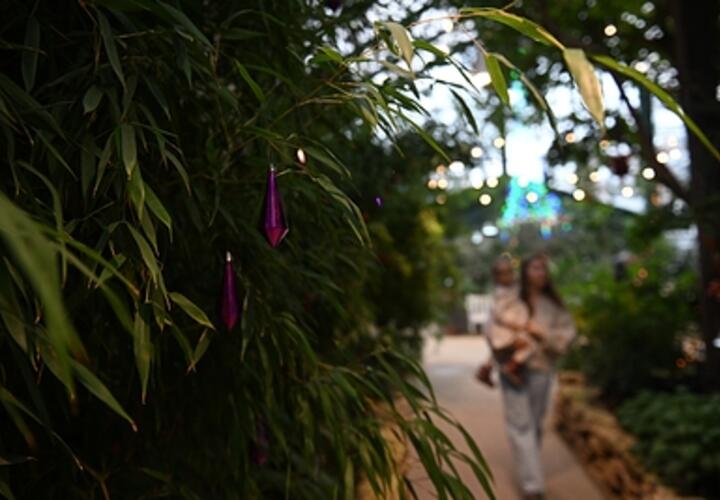 Где можно купить экзотические растения из питомников Сочинского национального парка