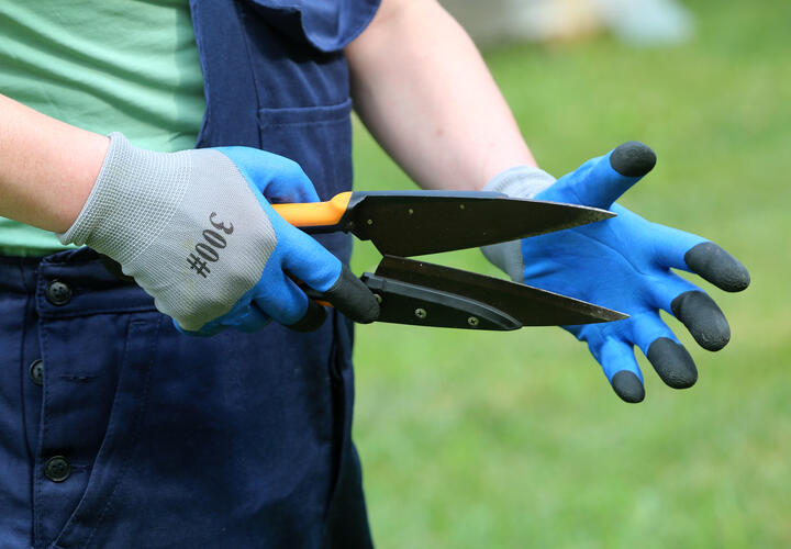 Рассказываем, как правильно удалить старые ветки и подготовить растения к следующему сезону