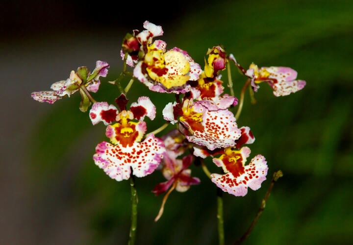 Кровохлёбка тупая, какалия дура и остеоспермум: ТОП необычных названий растений