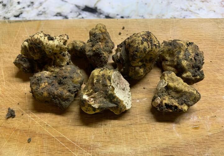 Раньше считалось, что он растет только в Италии