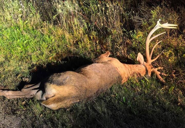 На Кубани неизвестный убил краснокнижного благородного оленя