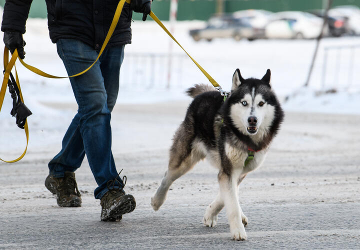 Хозяев потенциально опасных пород обяжут страховать питомцев