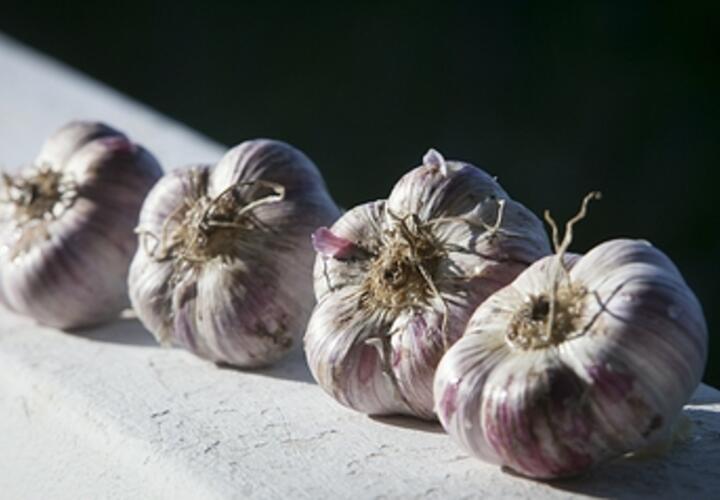 Нейтрализует действие лекарств и вызывает брожение в кишечнике: кому нельзя есть чеснок