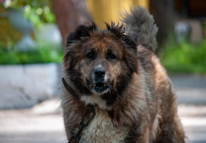 Истории жестоких нападений показывают, что проблема не надуманная