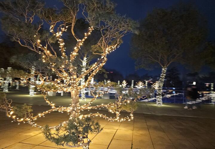 Парк Галицкого в Краснодаре начали украшать к Новому году