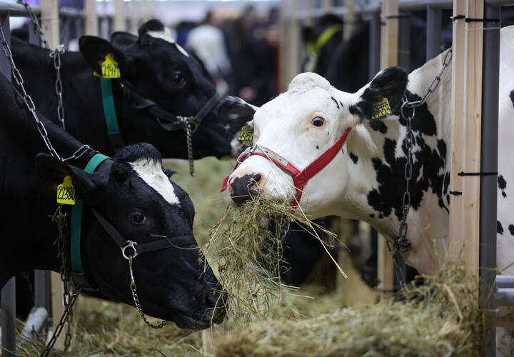 В России вирус пока не обнаружен, но меры защиты скота продолжаются