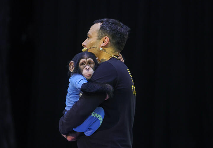 Смерть невинного: ребёнка воспитывали с детёнышем шимпанзе и угробили