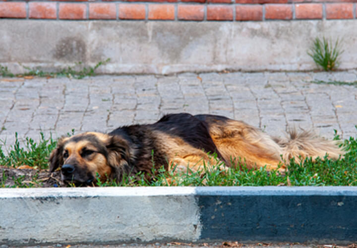 Собак выбросили: сколько животных отловлено и сколько остается в приюте Краснодара, рассказали власти