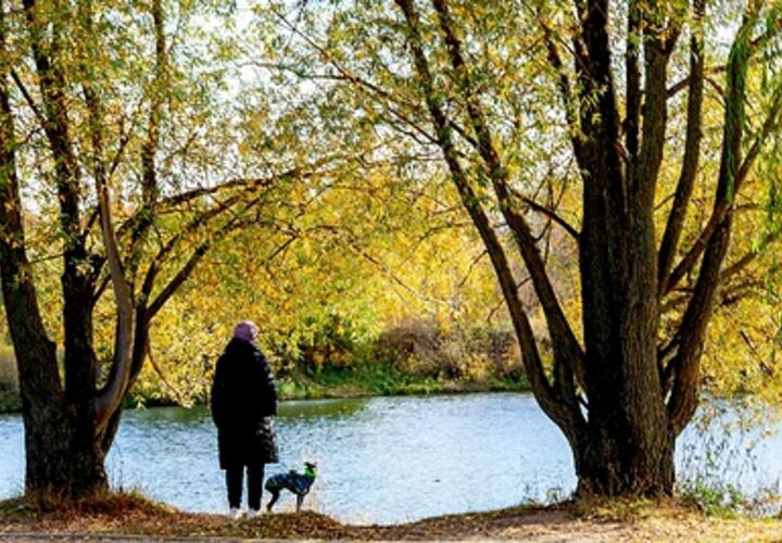 Собака, пропавшая на Крымском мосту, неожиданно нашлась в Краснодаре. Истории счастливых возвращений питомцев